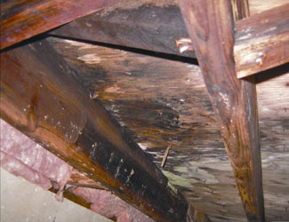 mold and rot in a Sparks crawl space