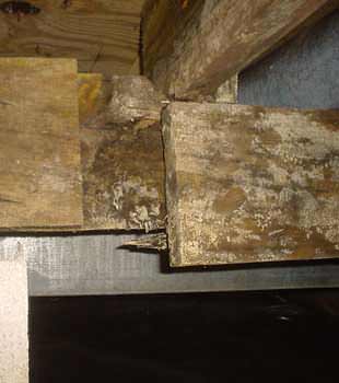 Extensive basement rot found in Sun Valley by CleanSpace
