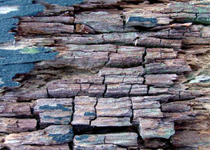 Dry rot damaging wood in Olympic Valley
