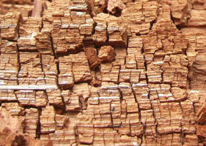 Wood severely damaged by dry rot damage in Tahoe Vista
