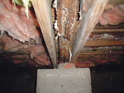 Examining molds in Nevada and California
