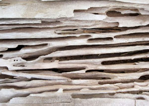 Carpenter ant tunnels and galleries in structural wood in a Carnelian Bay home