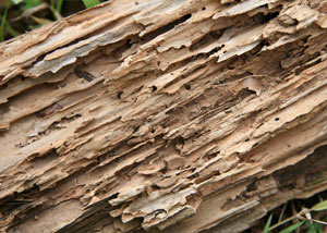 Termite-damaged wood showing rotting galleries outside of a Homewood home