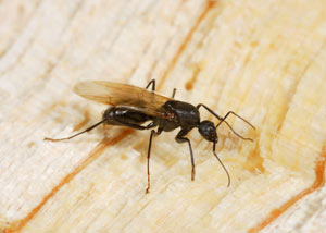 Closeup of a carpenter ant breeder in Dayton