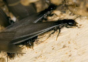 Closeup view of a termite new queen breeder in Sierraville