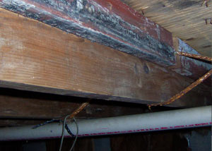 Rotting, decaying wood from mold damage in Norden